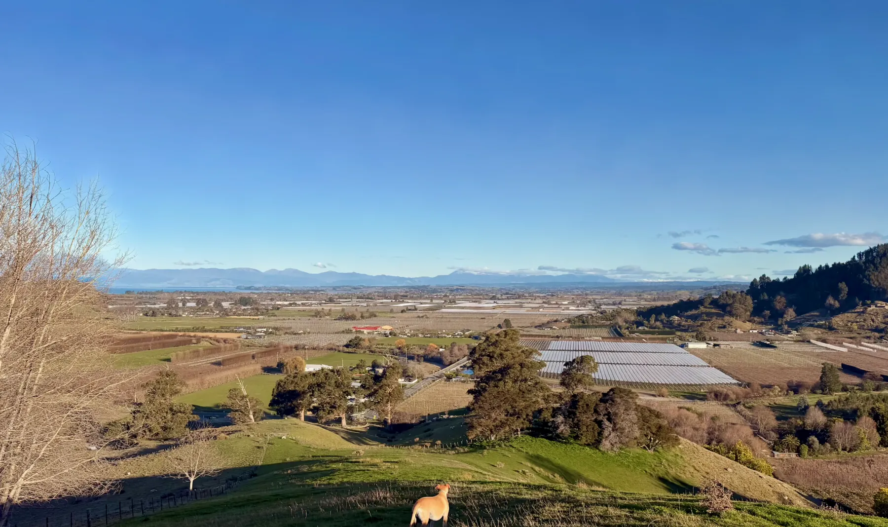 Riwaka Resurgence native forest